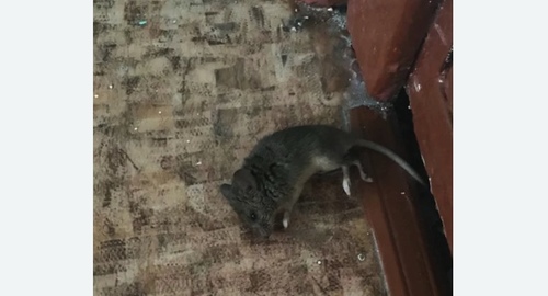 Дезинфекция от мышей в Карабулаке