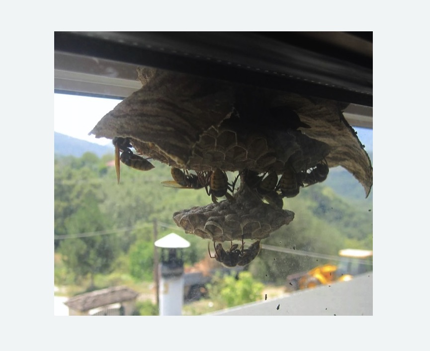 Уничтожение гнёзд шершней в Карабулаке