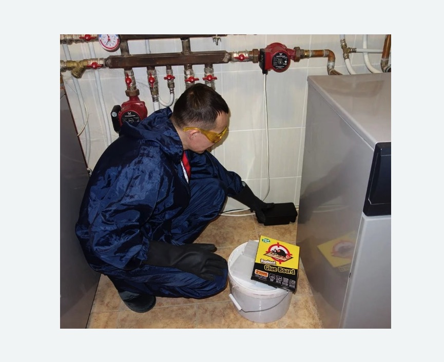 Уничтожение крыс в Карабулаке