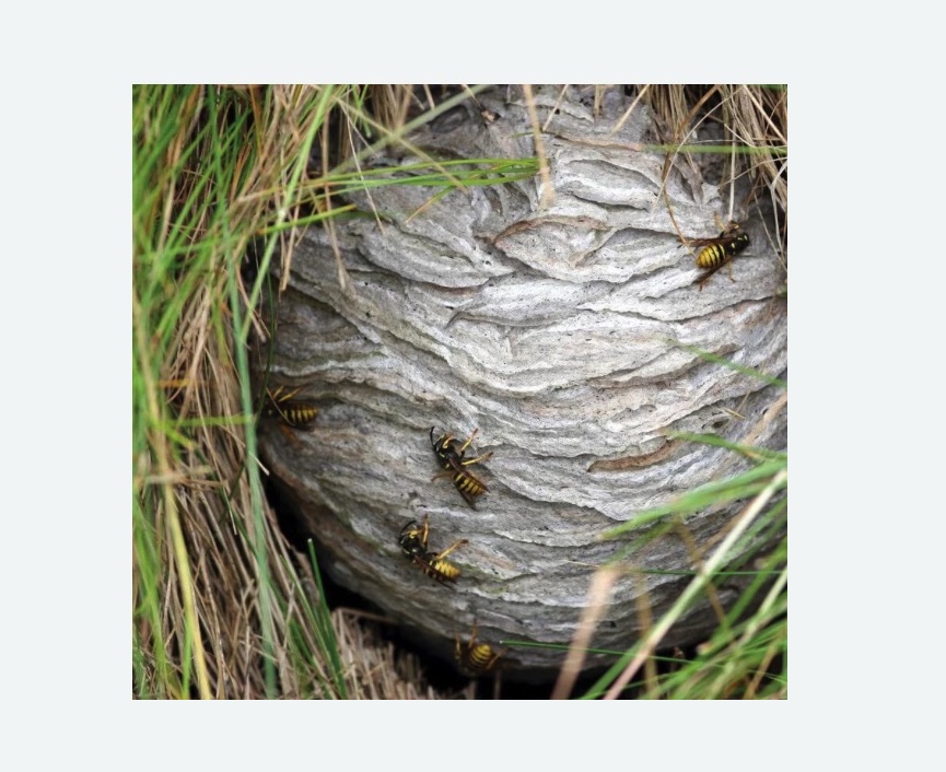 Уничтожение ос и ульев в Карабулаке